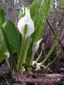 Water Arum Group - Calla palustrus